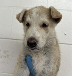 Shelter Stray Male Dog last seen WATERMAN AND CENTRAL, 333 Chandler Pl, San Bernardino, CA 92408, USA