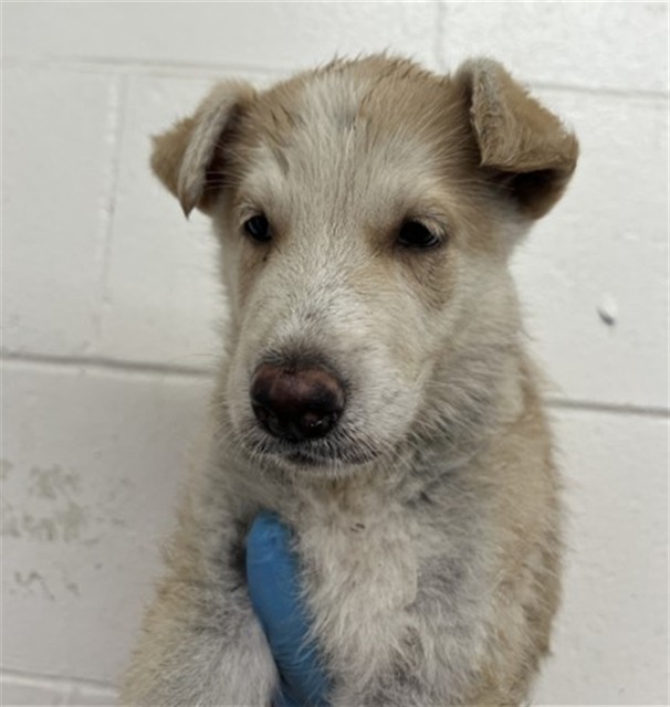 Shelter Stray Male Dog last seen WATERMAN AND CENTRAL, 333 Chandler Pl, San Bernardino, CA 92408, USA