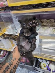 Shelter Stray Female Cat last seen Near Wood Quail Way, CITY of El Paso, TX, 5001 Fred Wilson Ave, El Paso, TX 79906, USA