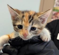 Shelter Stray Female Cat last seen Near Sunset Cliff Boulevard, San Diego, CA, 92107, 5500 Gaines St, San Diego, CA 92110, USA