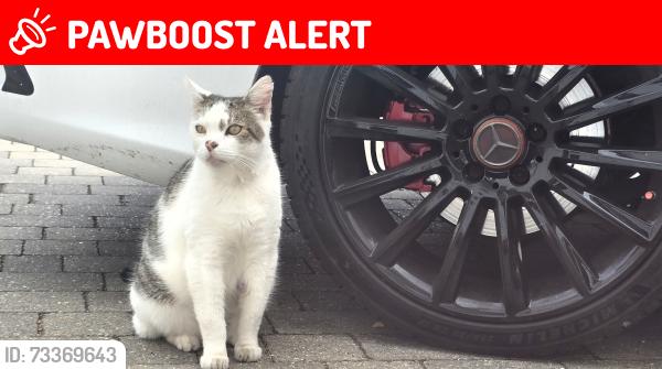 Lost Male Cat last seen Buckland, Shoeburyness, England SS3 8BQ