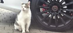 Lost Male Cat last seen Buckland, Shoeburyness, England SS3 8BQ