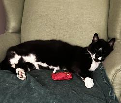 Reunited Male Cat last seen Bradshaw Equestrian Center, Mooresville, NC 28115