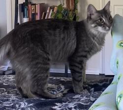 Reunited Female Cat last seen Zelza and Rinaldi, near Zelza Park, Los Angeles, CA 91326