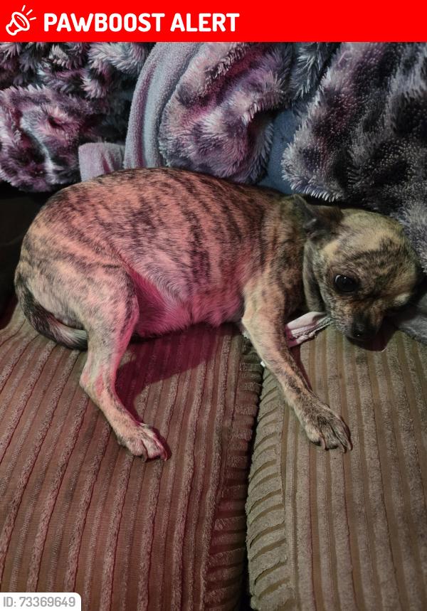 Lost Female Dog last seen Grays police stations, Thurrock, England RM17 5BX