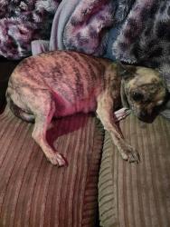 Lost Female Dog last seen Grays police stations, Thurrock, England RM17 5BX