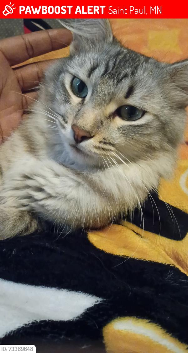 Lost Male Cat last seen sims avenue east, Saint Paul, MN 55106