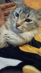 Lost Male Cat last seen sims avenue east, Saint Paul, MN 55106
