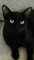 Lost Female Cat last seen Flushing, Queens, NY 11354