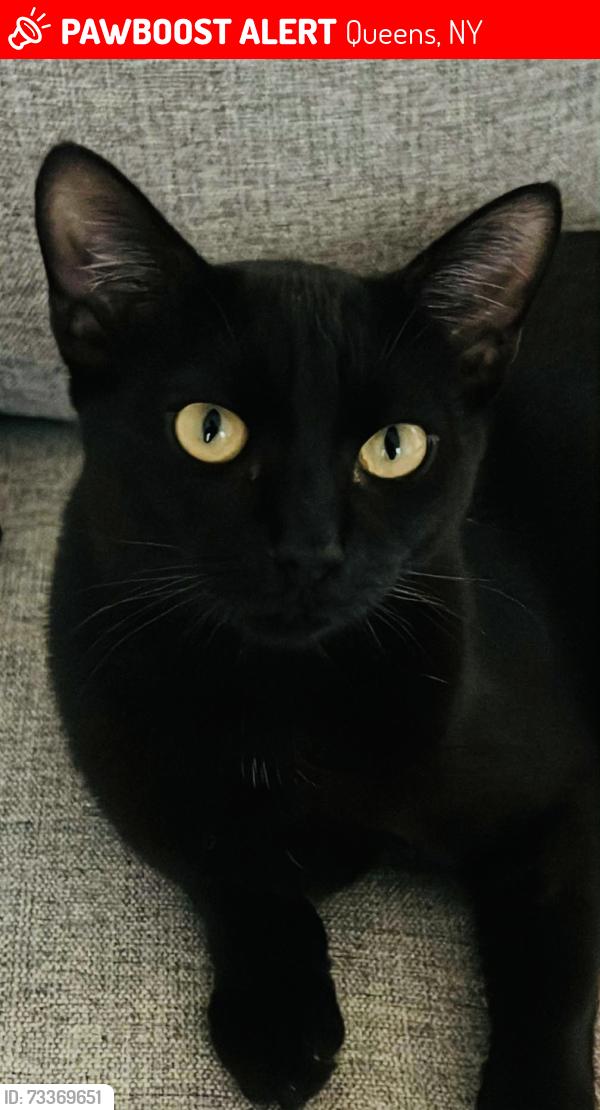 Lost Female Cat last seen Flushing, Queens, NY 11354