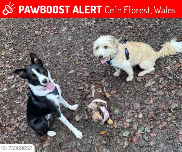 Lost Female Dog last seen Eco park, Cefn Fforest, Wales 