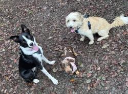Lost Female Dog last seen Eco park, Cefn Fforest, Wales 