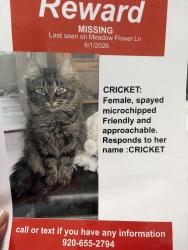 Lost Female Cat last seen wood lane, Green Bay, WI 54313