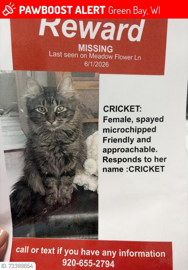 Lost Female Cat last seen wood lane, Green Bay, WI 54313