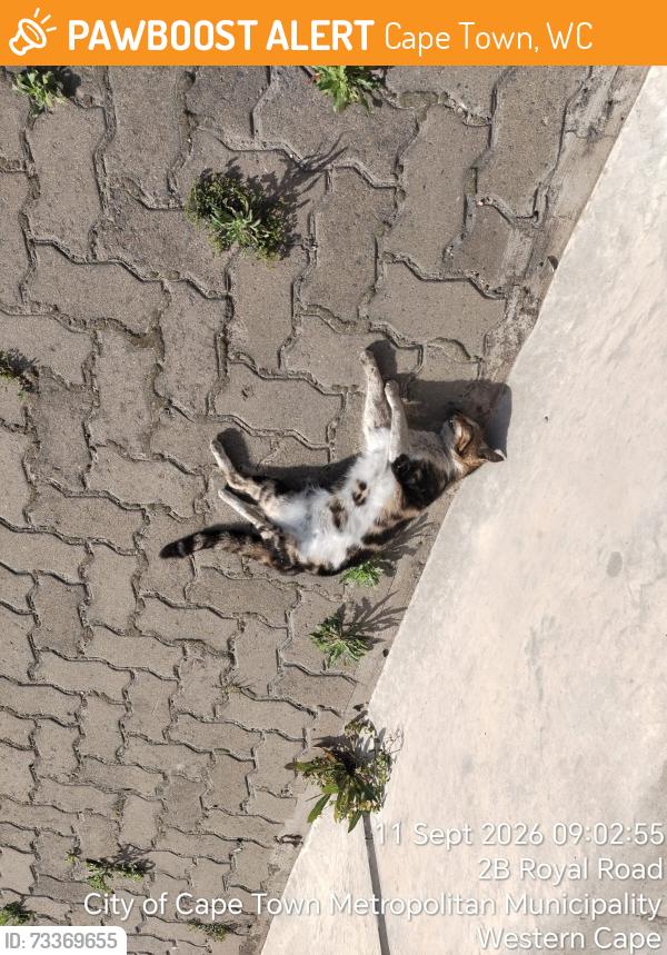 Found/Stray Unknown Cat last seen Koeberg Interchange towards Berkey Road offramp, Cape Town, WC 