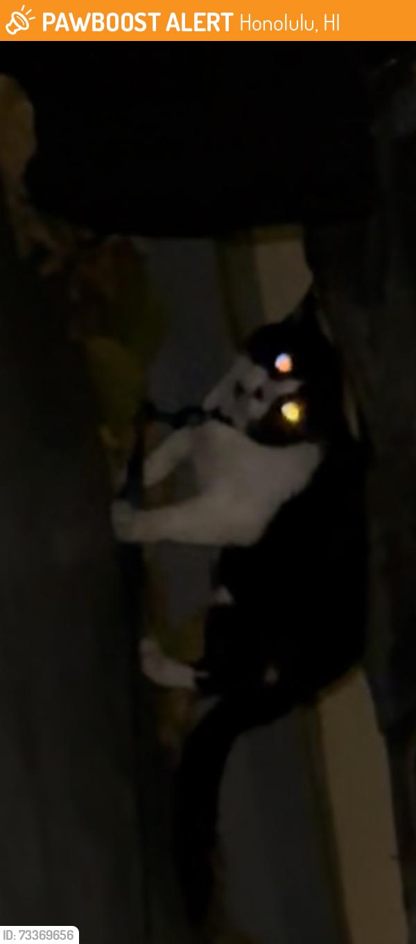 Found/Stray Unknown Cat last seen Near Sans Souci and Kaimana Hotel. Has blue? Leash, Honolulu, HI 96815