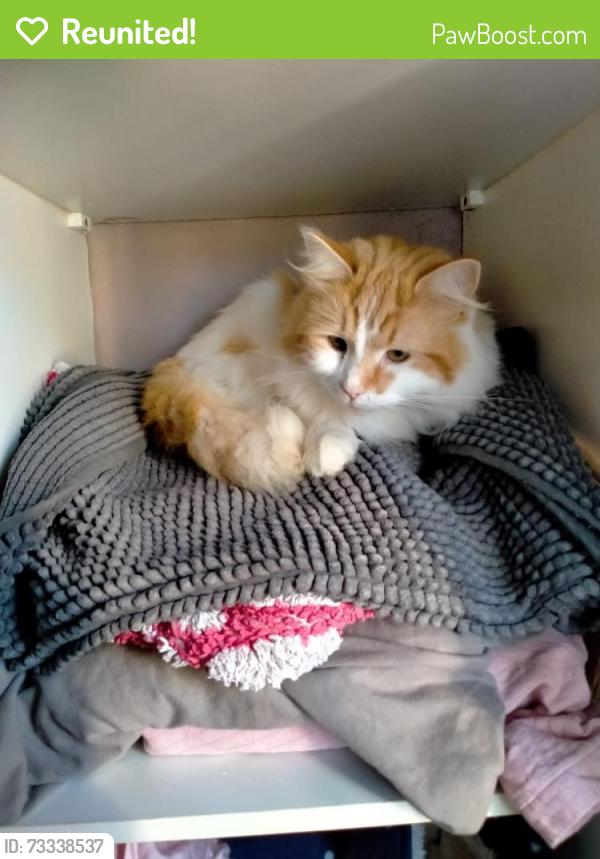 Reunited Male Cat last seen Harefield primary school, Southampton, England SO18 5EA
