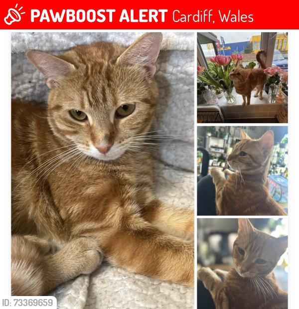 Lost Female Cat last seen Ikea, Cardiff, Wales 