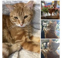 Lost Female Cat last seen Ikea, Cardiff, Wales 