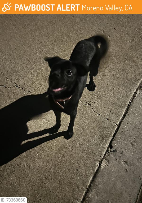Found/Stray Female Dog last seen Heacock, Moreno Valley, CA 92557