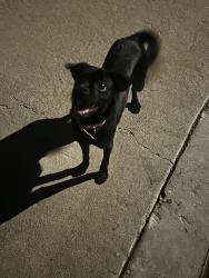 Found/Stray Female Dog last seen Heacock, Moreno Valley, CA 92557