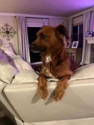 Reunited Female Dog last seen Barrymore and Oviedo, San Diego, CA 92129