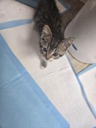 Found/Stray Unknown Cat last seen Berger hosp, Circleville, OH 43113