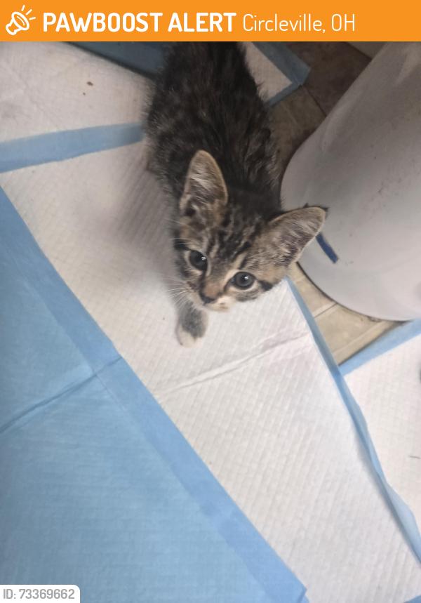 Found/Stray Unknown Cat last seen Berger hosp, Circleville, OH 43113