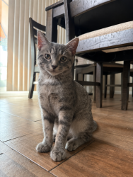 Reunited Female Cat last seen Nehring Ave/Monahan Ave, Staten Island, NY 10314
