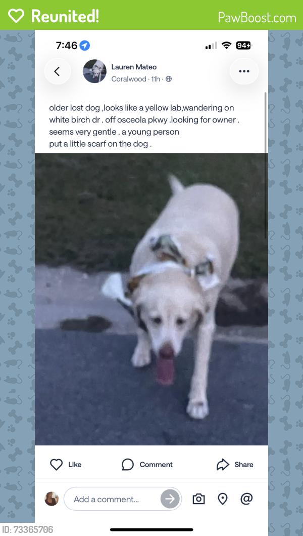 Reunited Female Dog last seen White Birch St, Kissimmee, FL 34743, Kissimmee, FL 34743