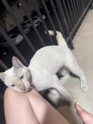 Found/Stray Male Cat last seen Mollison and peach ave, El Cajon, CA 92021