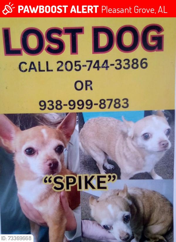 Lost Male Dog last seen Park road pleasant Grove road, Pleasant Grove, AL 35224