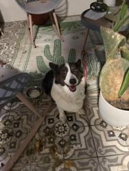 Found/Stray Unknown Dog last seen 24th st Indian school, Phoenix, AZ 85016