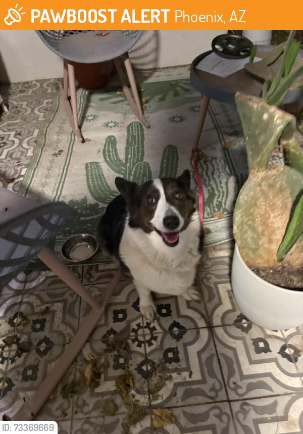 Found/Stray Unknown Dog last seen 24th st Indian school, Phoenix, AZ 85016