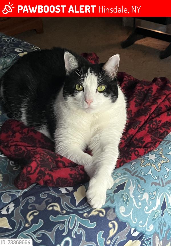 Lost Female Cat last seen Near and Union Hill road, Hinsdale, NY 14743
