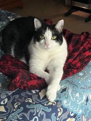 Lost Female Cat last seen Near and Union Hill road, Hinsdale, NY 14743