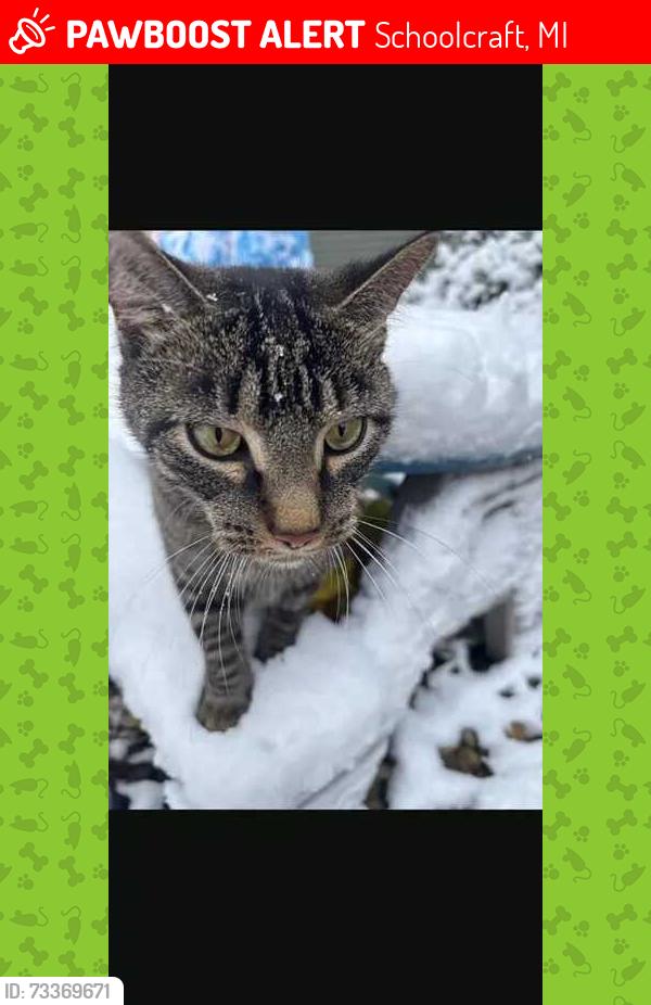 Lost Male Cat last seen Schoolcraft Schools, Schoolcraft, MI 49087