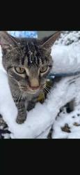 Lost Male Cat last seen Schoolcraft Schools, Schoolcraft, MI 49087
