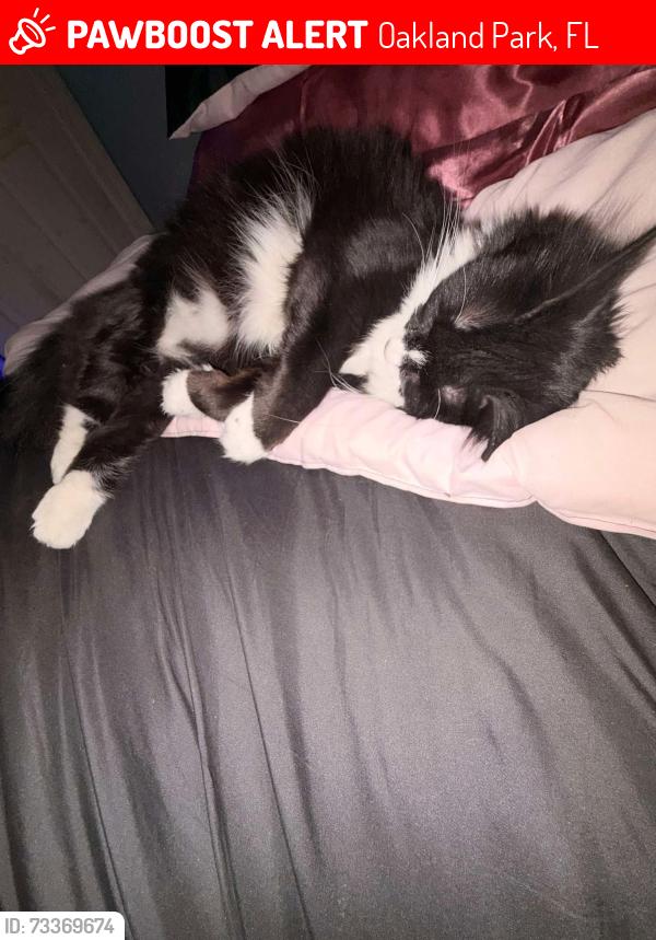 Lost Female Cat last seen Commercial blvd and Andrews Avenue, Oakland Park, FL 33309