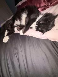 Lost Female Cat last seen Commercial blvd and Andrews Avenue, Oakland Park, FL 33309