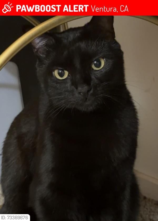 Lost Male Cat last seen Bristol rd & peacock ave, Ventura, CA 93003