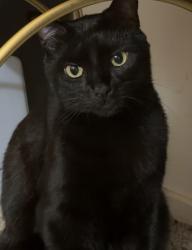 Lost Male Cat last seen Bristol rd & peacock ave, Ventura, CA 93003