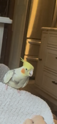 Lost Female Bird last seen Violet & Timber, Batavia, IL 60510