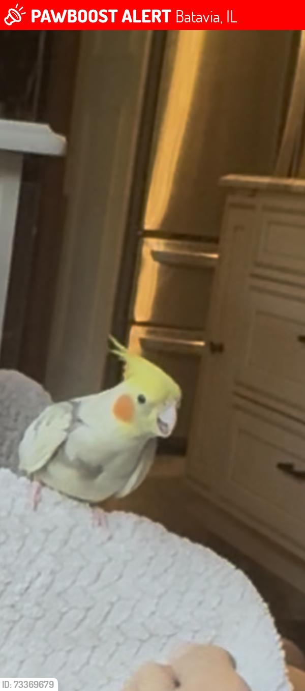 Lost Female Bird last seen Violet & Timber, Batavia, IL 60510