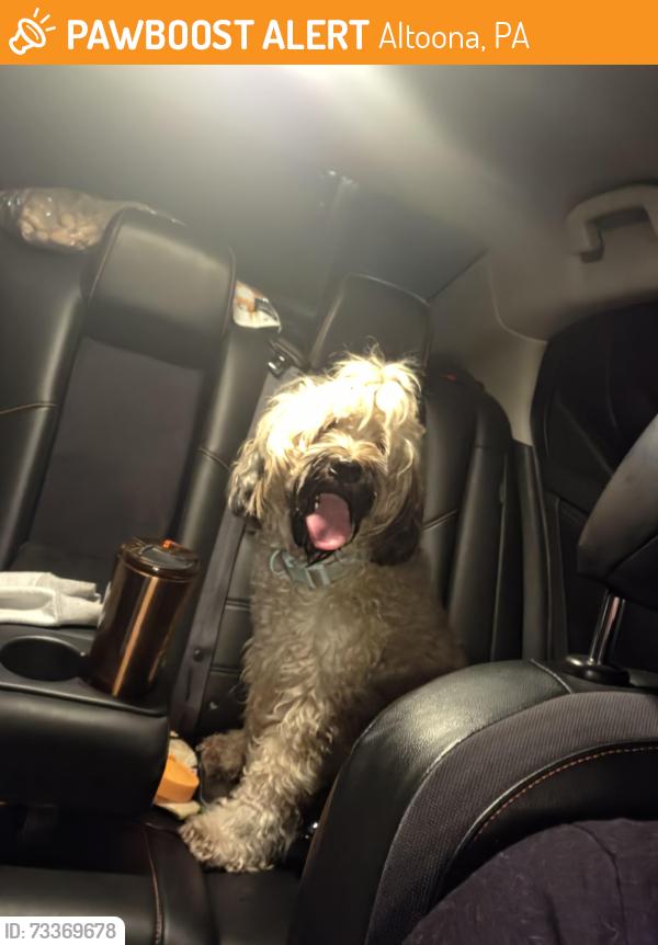 Found/Stray Unknown Dog last seen 6th ave and 22nd street, Altoona, PA 16602