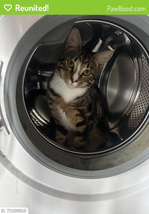 Reunited Male Cat last seen cobai drive, Mudgeeraba, QLD 4213