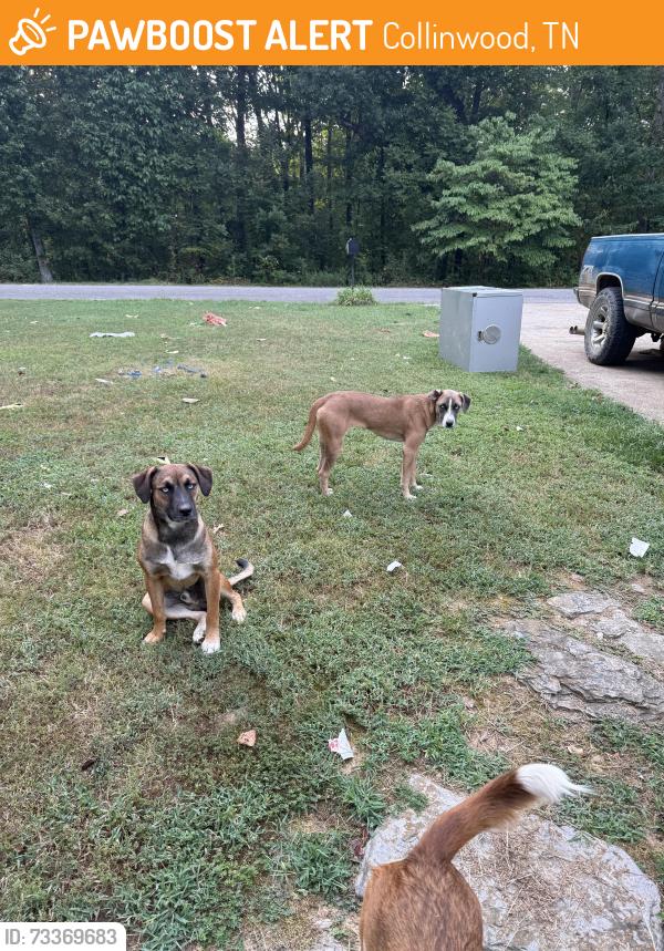 Found/Stray Unknown Dog last seen Highway 13 and broadway. 2 miles from Dollar General in Collinwood, Collinwood, TN 38450