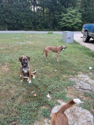 Found/Stray Unknown Dog last seen Highway 13 and broadway. 2 miles from Dollar General in Collinwood, Collinwood, TN 38450