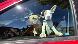 Found/Stray Female Dog last seen Reams Road and Lakeview Road, Charlotte, NC 28216