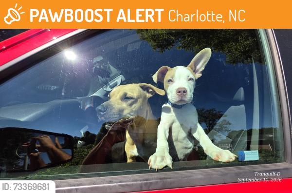 Found/Stray Female Dog last seen Reams Road and Lakeview Road, Charlotte, NC 28216